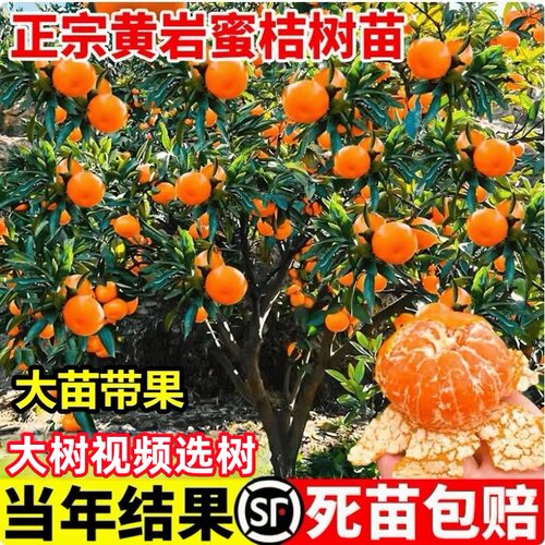 当年结果树黄岩甜橘子