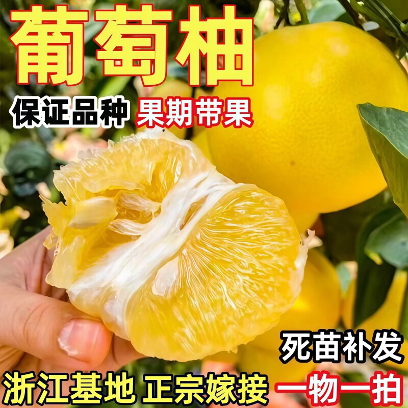 黄金超甜葡萄柚树苗嫁接台湾葡萄柚子苗鸡尾葡萄柚果树苗当年结果