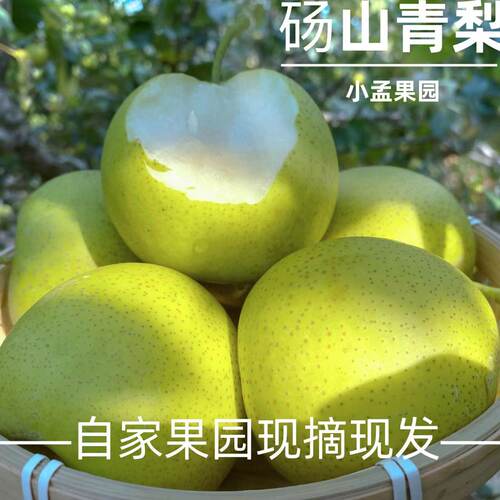 砀山青皮蜜梨自家果园现摘现发