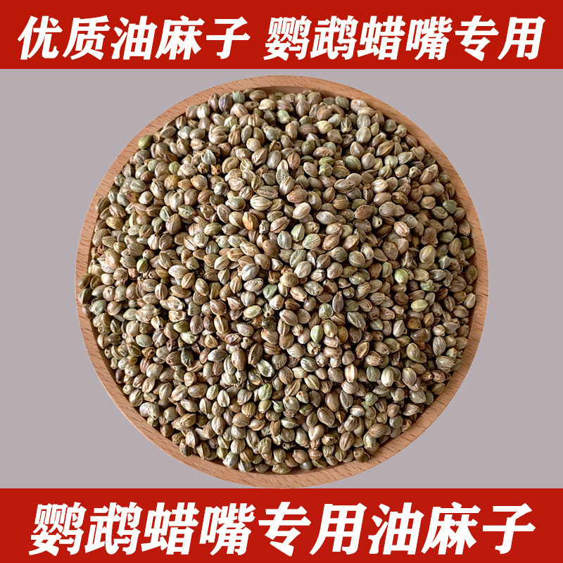 鹦鹉蜡嘴鸟专用油麻子图片