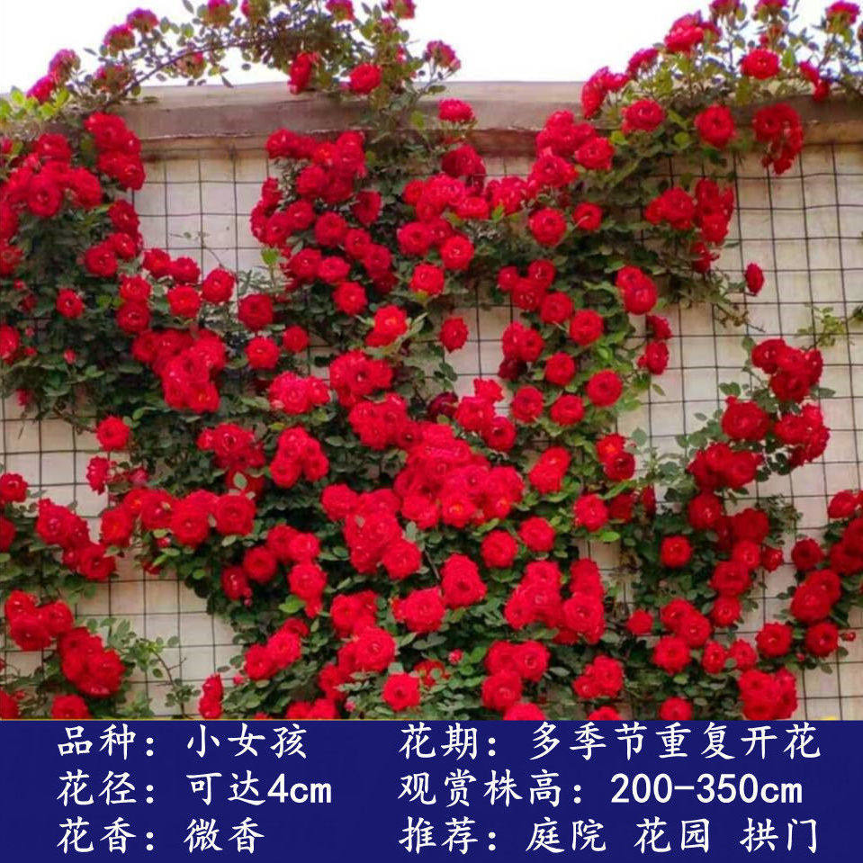 小女孩1米6大苗蔷薇花藤本月季月季/蔷薇/玫瑰