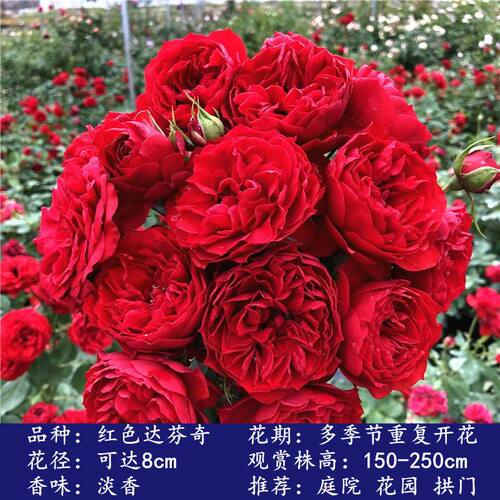 红色达芬奇1米6大苗蔷薇花藤本月季花爬藤植物四季开花卉盆栽种植