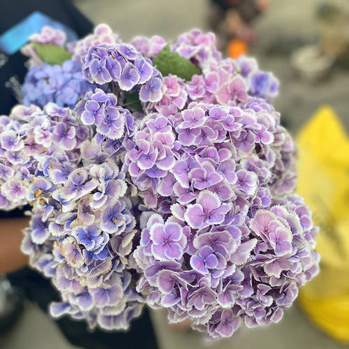 蒙娜丽莎绣球花苗大花品种阳台庭院盆栽观花花卉地栽紫阳花大苗