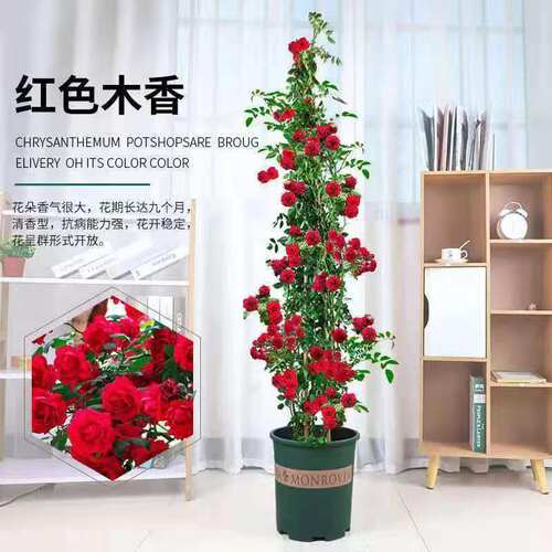 红木香1米6大苗蔷薇花藤本月季花爬藤植物四季开花卉盆栽种植