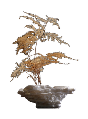 水培文竹盆栽书房办公室桌面摆件