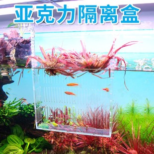 沃韦朗鱼缸隔离盒小鱼繁殖盒挂钩式孔雀鱼用透明亚克力饲养孵化盒