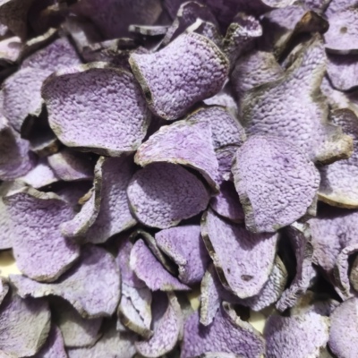 古天根紫山药片