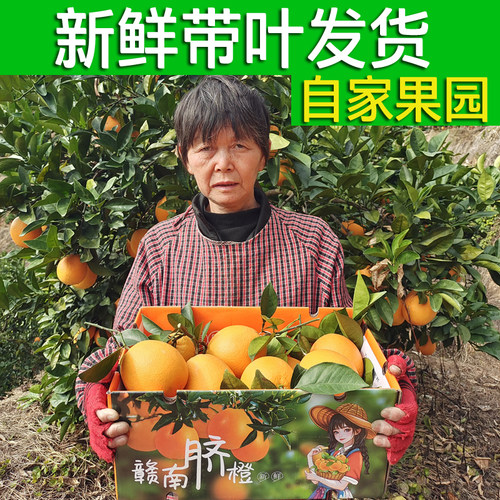 赣南脐橙新鲜采摘江西脐橙橙子