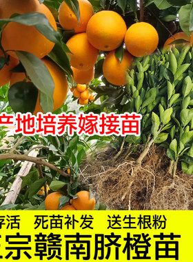 正宗赣南脐橙嫁接苗现挖现发包活