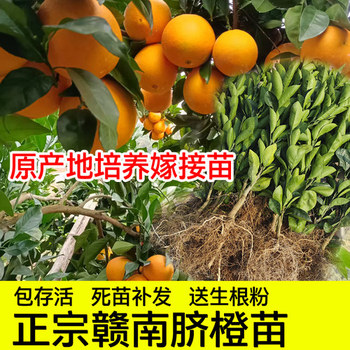 正宗赣南脐橙嫁接苗现挖现发包活