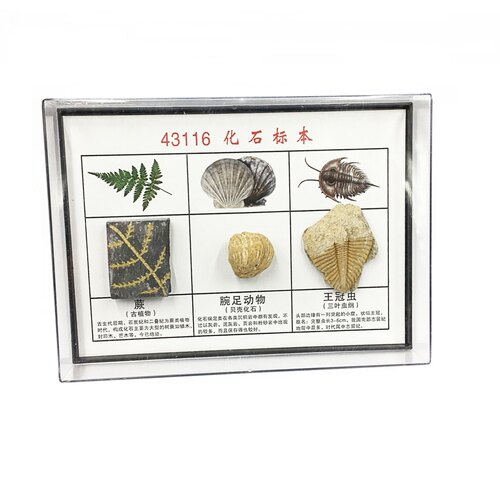 蜜蜂标本价格 蜜蜂标本图片 星期三
