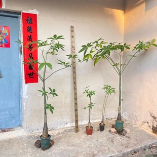 发财树落地盆栽室内大型植物四季 原生发财树 常青好养护自然风格