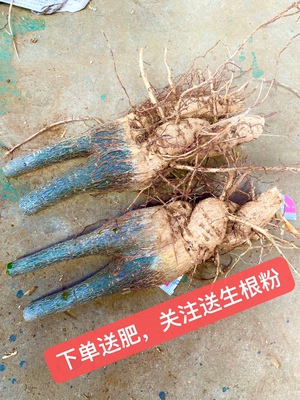 简单发财树客厅净化植物花卉
