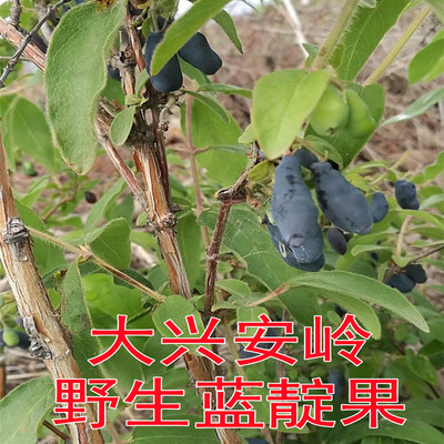 今年新采摘野生蓝靛果羊奶子包邮