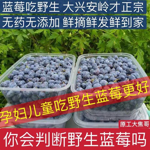 新鲜大兴安岭野生精选手摘果蓝莓