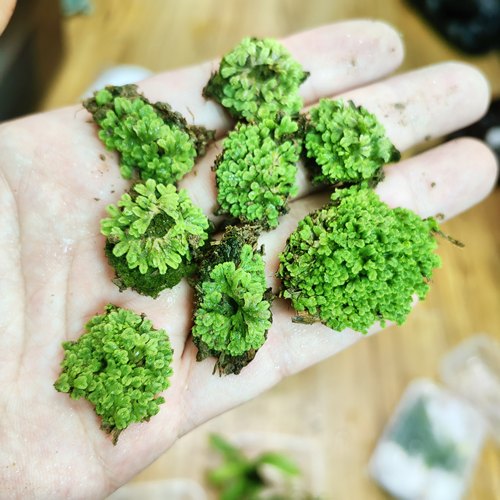 微景观植物超级迷你钱苔造景苔藓地苔生态瓶雨林缸教学用研究地钱