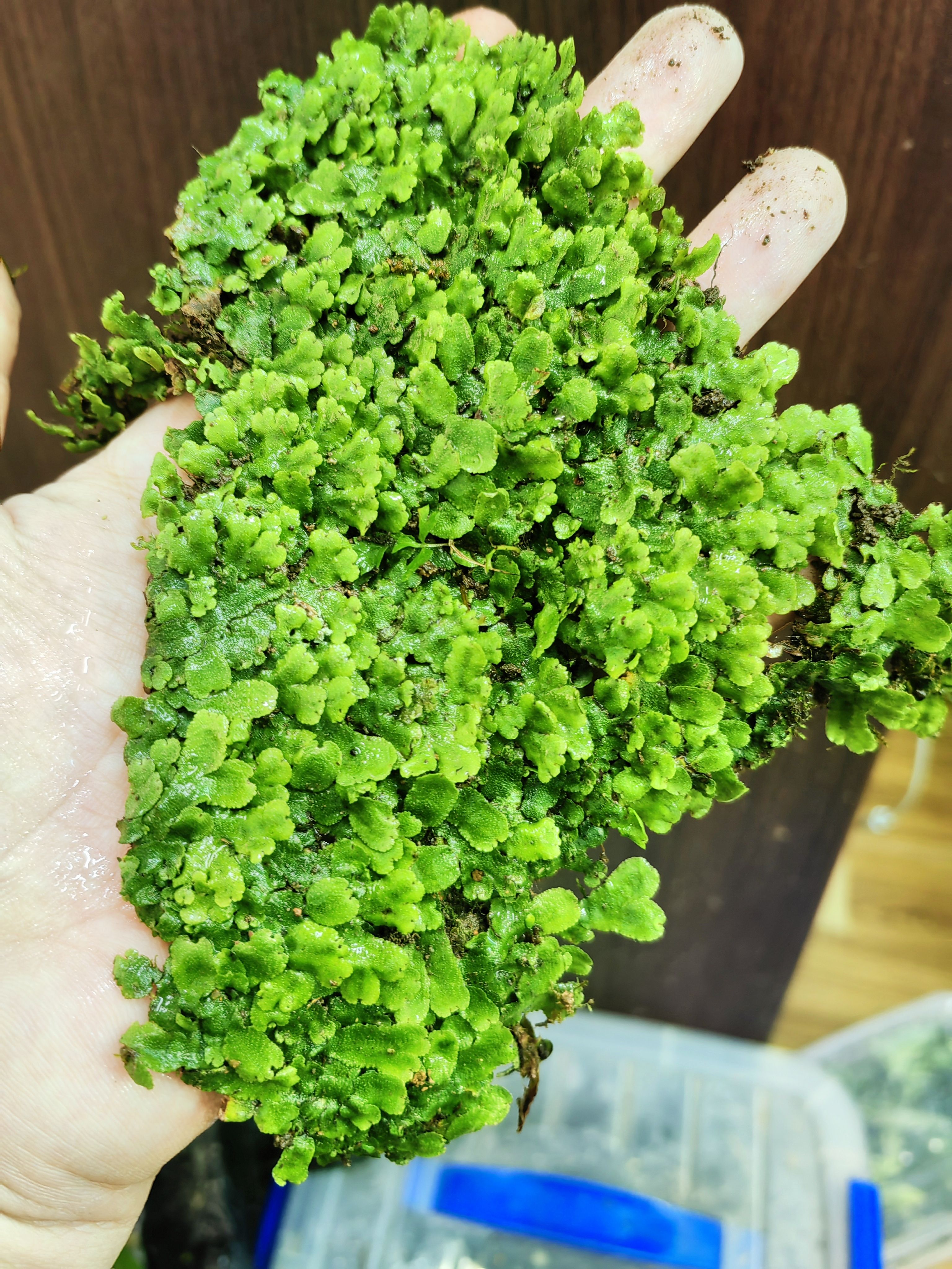 微景观植物地钱毛地钱地苔苔藓雨林缸生态瓶造景孢子教学学习作业