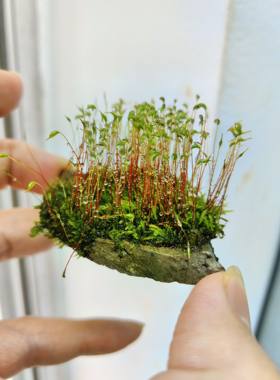 带孢子苔藓葫芦藓教学专用学生作业学术有孢子蕨类植物上课学习用