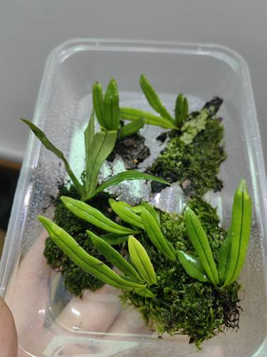 瓦伟蕨雨林造景微景观迷你植物石韦小型绿植附生蕨类吸水石狼尾蕨