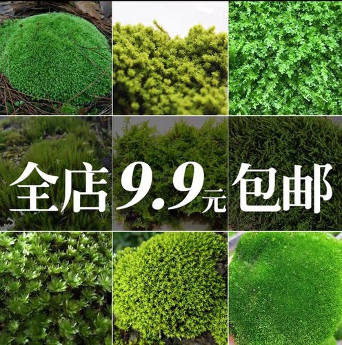 优质鲜活微景观苔藓白金发藓羊毛藓盆景铺面绿化生态瓶雨林缸造景