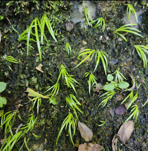 高山野采超迷你小菖蒲原生态植物可水培耐湿阴性草吸水石假山造景