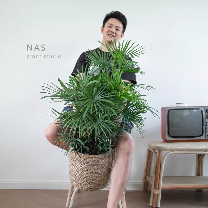 植然空间丨金山棕竹室内耐阴好养中大型棕榈科植物盆栽净化空气i.
