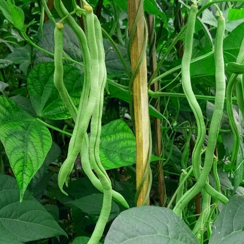 豆角种子架豆角阳台四季豆盆栽蔬菜种孑无筋架豆芸豆扁豆春季菜籽