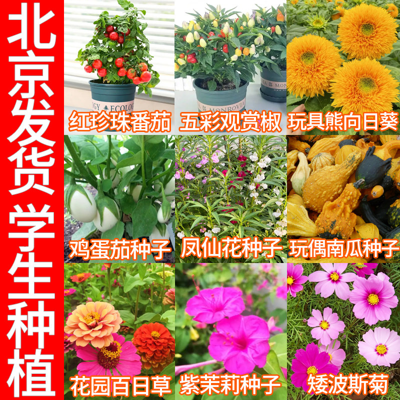 七彩凤仙花玩具熊向日葵五彩椒红珍珠番茄玩偶南瓜籽鸡蛋茄紫茉莉