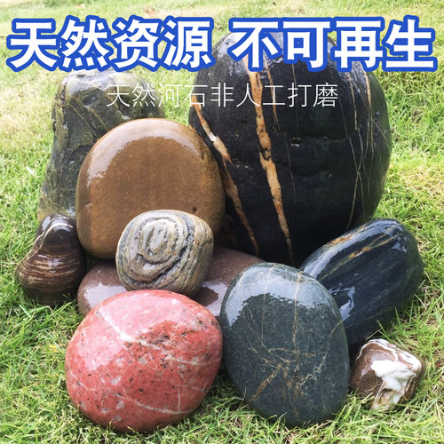 天然乌龟天然三湖慈鲷乌龟溪流石
