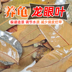 乌龟龙眼叶预防腐皮烂甲养乌龟用品改善水质龟缸原生缸造景树叶子