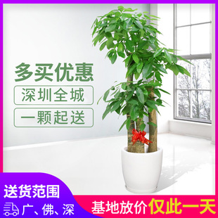 发财树大型植物盆栽办公室公司除甲醛开业送礼深圳同城可当天送达