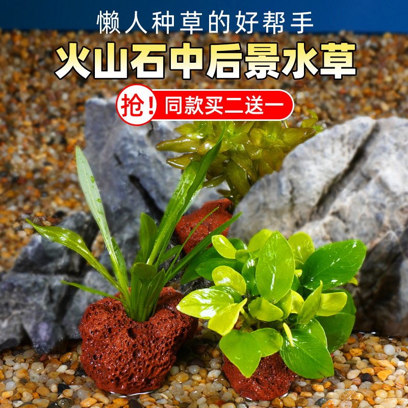 鱼缸水草草缸水生植物淡水活体懒人造景无需底沙火山石定植草增氧 千草堂水族 淘优券