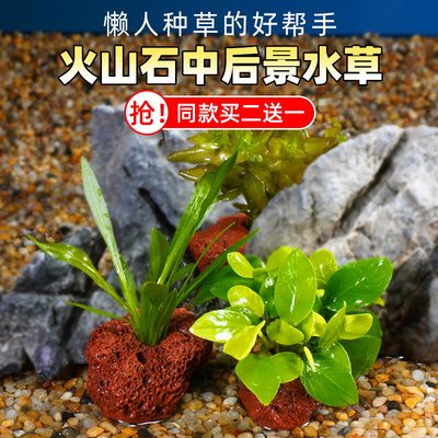 鱼缸水生植物活体无需火山石增氧