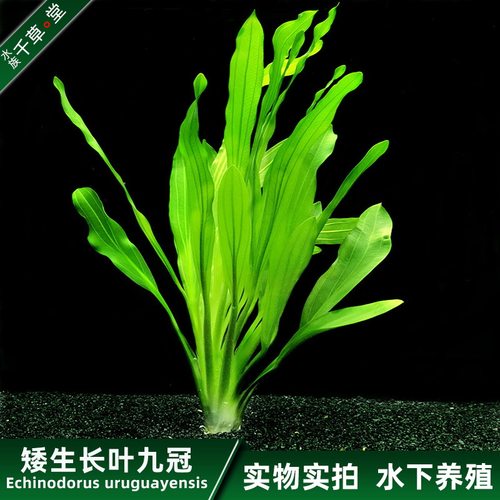 矮生长叶九冠水族水草新手鱼缸易养易活冷水养活体淡水植物大九冠 - 封面