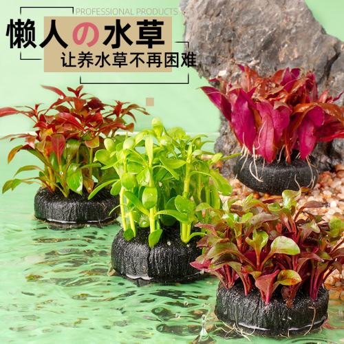 鱼缸新手水草植物淡水活体坨草