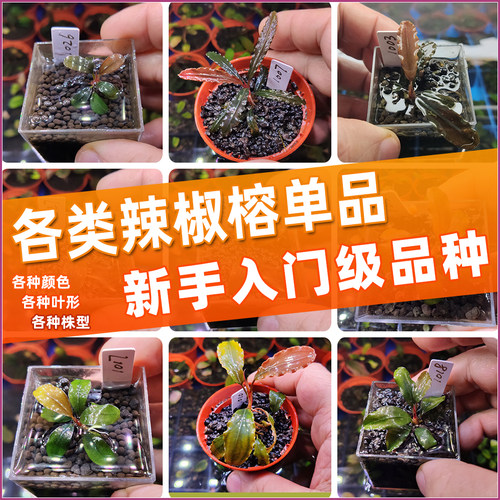 水族千草阴性水草新手辣椒榕