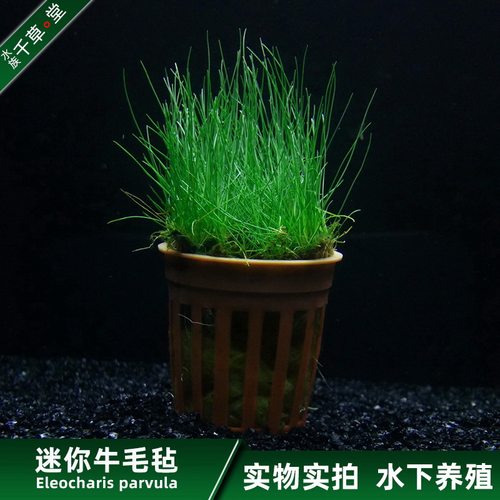 千草堂水族草坪水草迷你牛毛毡