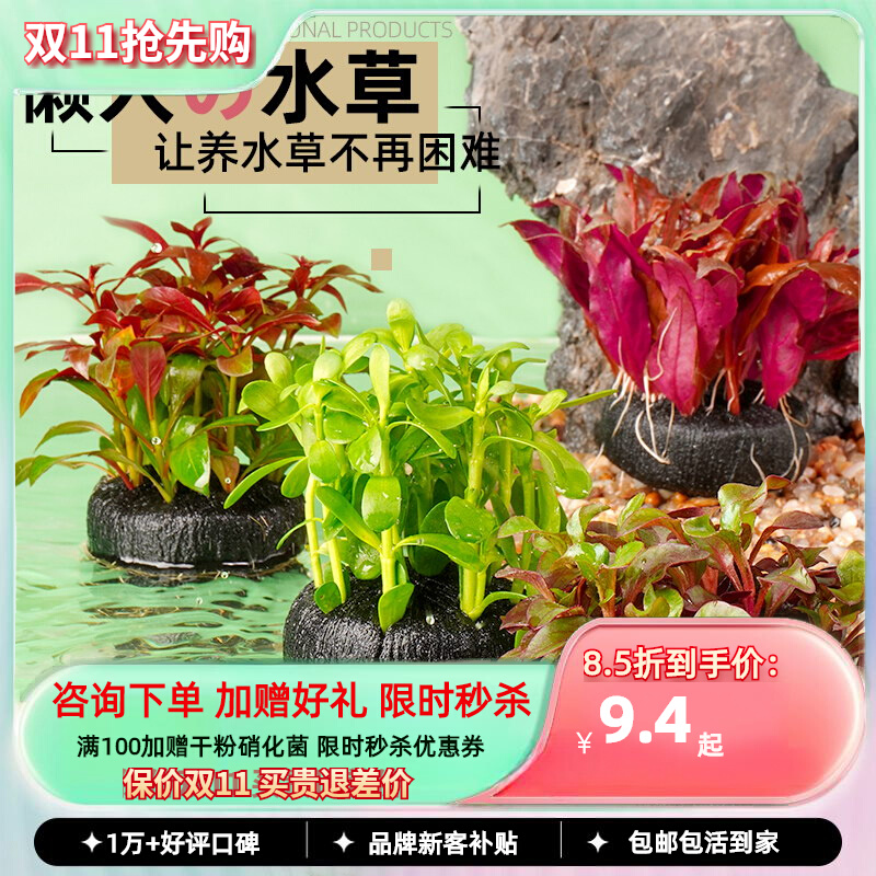 水草鱼缸植物净水阴性水草套餐千草堂水族造景懒人坨草迷你水生缸