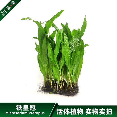 铁皇冠定植细叶铁鹿角铁鱼缸水族箱活体草中后景蕨类淡水水草包邮 - 封面