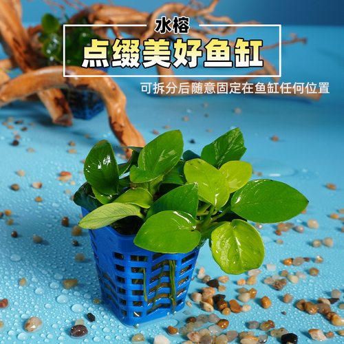 易养易活新手草阴性水草水榕集合