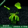 Товары от 千草堂水族