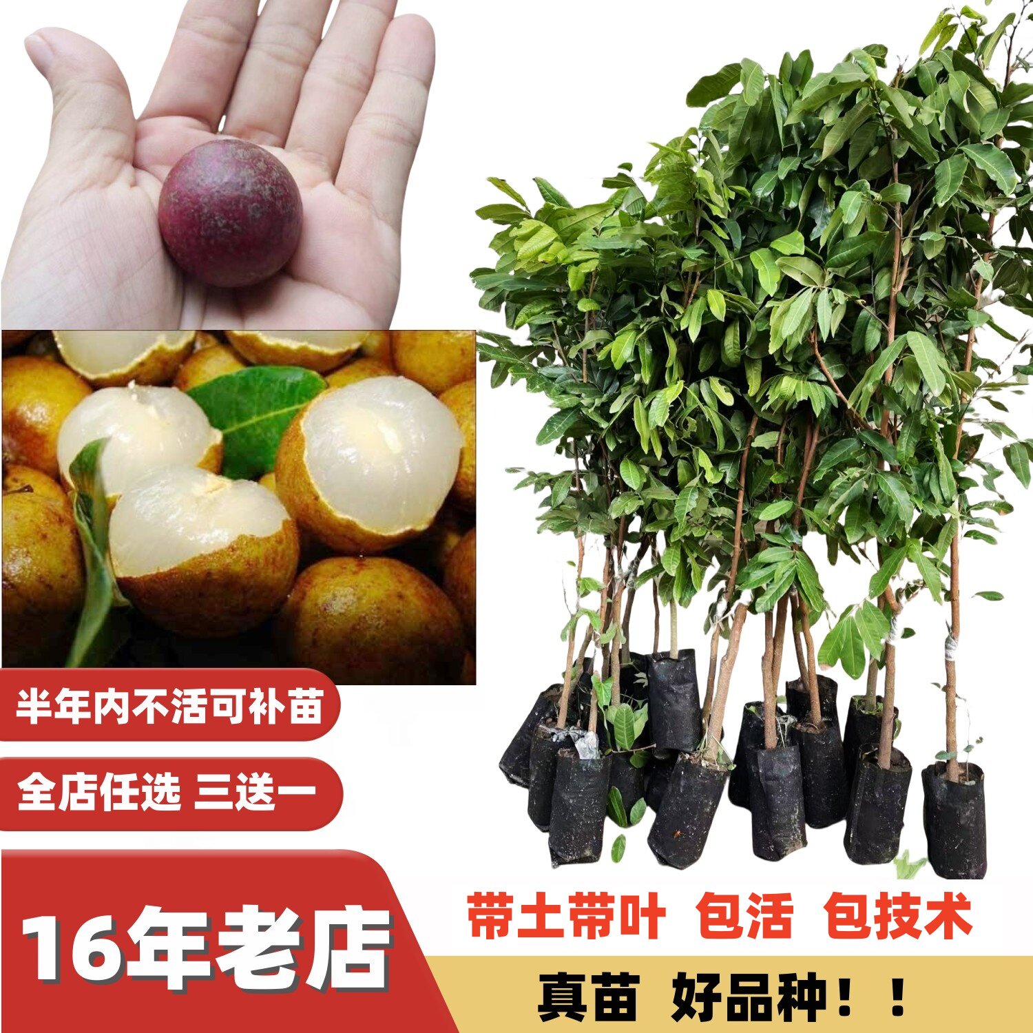 四季密龙眼核小肉厚储良龙眼树苗蜜甜32号石硖树苗当年结果嫁接苗