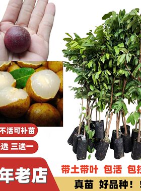 四季密龙眼核小肉厚储良龙眼树苗蜜甜32号石硖树苗当年结果嫁接苗