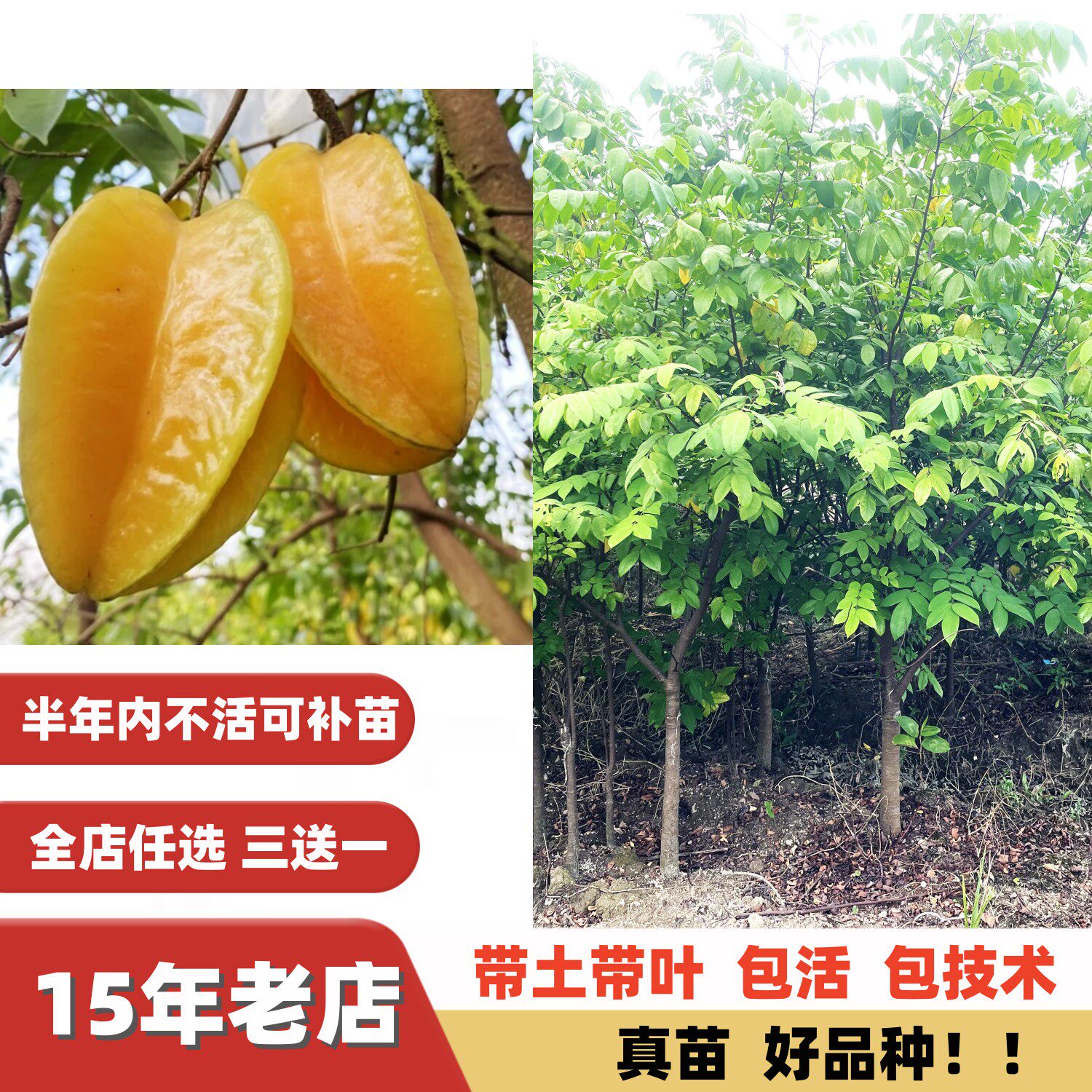 特大果大树大苗5年10年台湾四季甜杨桃果树苗巴西红杨桃嫁接苗