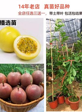改良苗纯甜不酸大果百香果果树苗