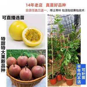 鸡蛋果钦蜜九号嫁接苗黄金百香果西番莲果树苗爬藤盆栽地栽南方