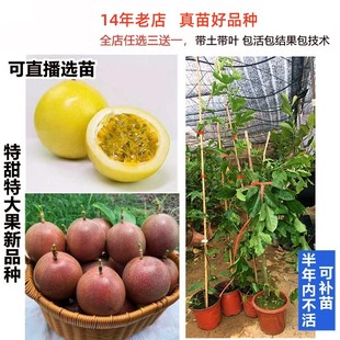 鸡蛋果钦蜜九号嫁接苗黄金百香果西番莲果树苗爬藤盆栽地栽南方