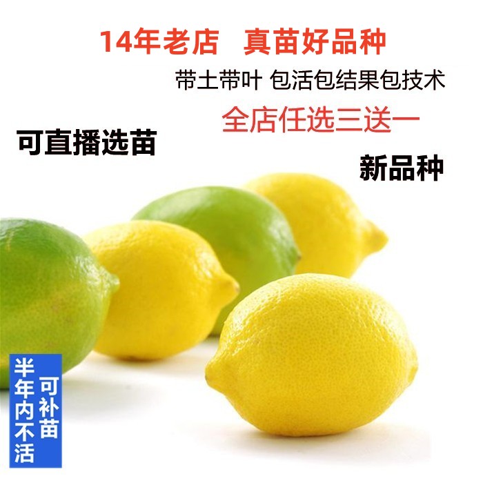 当年多季结果美国塔希提青柠树苗台湾香水手指柠檬嫁接苗盆栽地栽