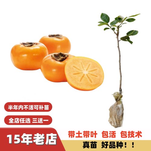 甜脆大果树上熟太秋甜柿子嫁接苗