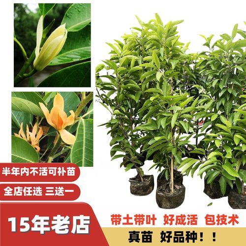清香四溢白玉兰多季开花嫁接苗
